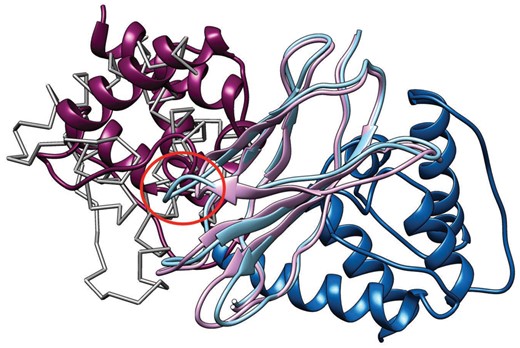 Docking results using modeled structures. The light purple model is generated by the proposed method and the light blue model is from HHsearch. The dark purple model is a ligand structure (plectin) docked by MEGADOCK using the model from the proposed model (ninth model, LRMSD = 8.8 Å), and the dark blue model is a ligand structure docked using the model from HHsearch (fourth model, LRMSD = 23.8 Å). The light gray model drawn by Cα trace shows the correct position based on the native complex structure. The red circle shows a loop that HHsearch failed to model correctly