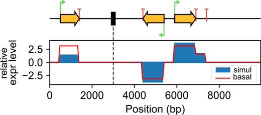 Illustration of the activating effect of transcription-generated negative supercoiling in a pair of divergent promoters (right), whereas another promoter (left) is inhibited by positive torsion generated downstream (the genome is circular). Red line: transcript coverage based on basal initiation rates; blue areas: coverage affected by TSC from a simulation. The central black rectangle represents a topological barrier. The third gene has an imperfect terminator (of strength 0.5), followed by a 3′-untranslated region before reaching a perfect terminator. (Color version of this figure is available at Bioinformatics online.) 
