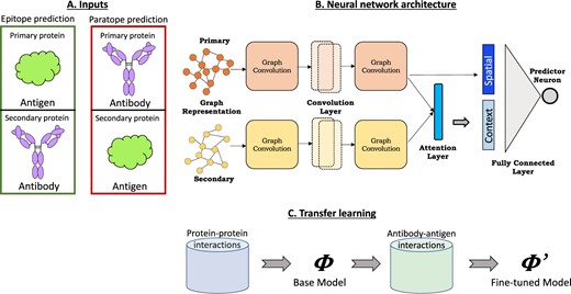 Schematic overview of PECAN, Paratope and Epitope prediction with graph Convolution Attention Network. (A) The antibody and antigen protein structures are ordered as primary and secondary according to the task. (B) Graph representations of the two proteins are input to the neural network consisting of graph convolution, attention and fully connected layers. (C) For transfer learning, a base network trained on general proteins is used as initialization for training epitope and paratope prediction networks
