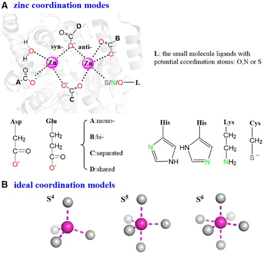 (A) The representative zinc-coordination shell in zinc proteins. The ‘ABCD’ indicate the possible coordination modes of Asp/Glu. (B) The ideal zinc-coordination models (S4, S5 and S6) refer to the standard tetrahedral, trigonal bipyramidal and octahedral geometries