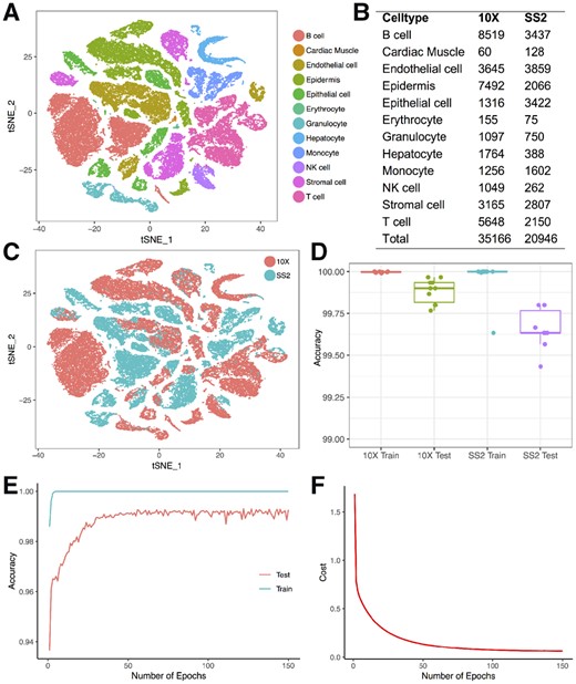 Training and testing of the neural network on the Tabula Muris Atlas. (A) Cell types obtained from the TMA. (B) Number of cells obtained for each cell type from each technique. (C) The same cell type tends to cluster separately by techniques. (D) Training and testing accuracy of the neural network when trained and tested using cells processed by the same technique. (E) Training and testing accuracy after each epoch when trained with 5000 10× cells and tested with 5000 SS2 cells. (F) Cost after each epoch when trained with 5000 10× cells and tested with 5000 SS2 cells