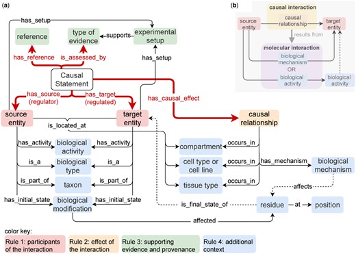 Data structure diagram documenting the causal statement terms and their relationships. (a) Red thick arrows represent the minimal and mandatory annotations about a causal statement: the source entity, the target entity and the causal relationship of the interaction (red and orange boxes belonging to Rules 1 and 2, respectively), as well as the provenance of the causal statement (green boxes belonging to Rule 3). The black arrows correspond to useful but optional annotations about the entities or causal relationship (the blue boxes belonging to Rule 4). The dotted arrows highlight that when the biological mechanism ‘affects’ a residue, the residue in question is a modification that specifies the final state of the target entity. (b) A causal relationship, or ‘causal effect’, between two entities is the result of an associated ‘molecular interaction’ between them, which is specified through either a mechanism or the activity of the source entity (see Rule 4.1)