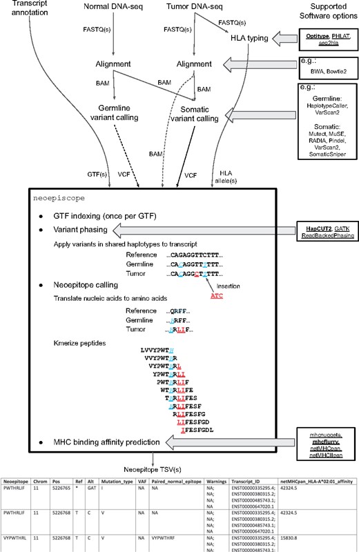 Neoepitope prediction pipeline diagram describing canonical neoepiscope workflow. Global inputs are shown at the top of the figure, with connecting arrows demonstrating interim inputs and outputs between preprocessing and processing steps. Direct inputs to and outputs from neoepiscope are shown directly entering or leaving the outlined box listing neoepiscope functionality. Multiple potential software options are shown at right for each relevant processing step as indicated by horizontal arrows (tools that are directly compatible with neoepiscope are underlined, with those in bold implemented as default). Direct neoepiscope functionality is depicted within the outlined box, with example sequences showing both somatic (underlined) and background germline variants (underlined, italic) in a mock transcript sequence, and their translation and kmerization into short peptides (8-mers). An example of the resulting neoepiscope output is shown at the bottom
