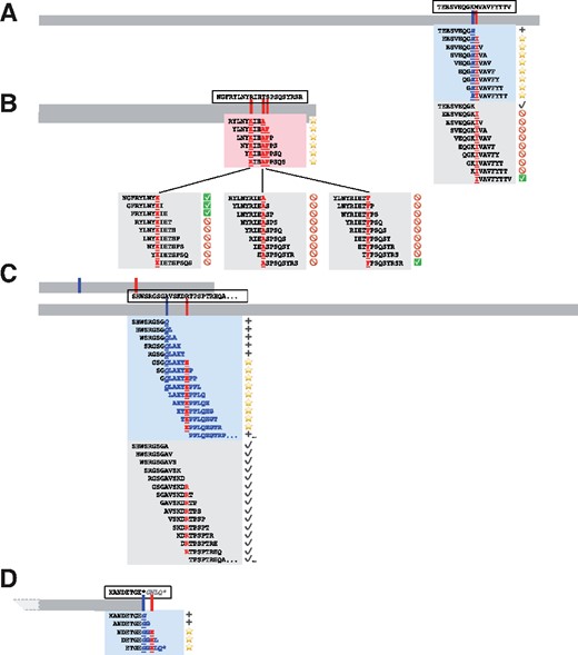 Neoepitope-level consequences of phased variants. Four coding sequences are shown to relative scale (horizontal bars), with corresponding approximate variant locations shown in tick marks for somatic and germline variants. Amino acid sequences corresponding to the reference coding sequence are shown in dashed boxes above their corresponding transcripts, with “…” indicating additional unspecified sequence, a “*” denoting a stop codon, and italicized characters indicating untranslated sequence. Highlighted boxes directly below the transcript bars contain 9mer neoepitopes and their immediate context as predicted from phased variants, with shading corresponding to somatic variants alone (part B) or including germline context (parts A, C, and D). Lower highlighted boxes contain 9mer neoepitopes and their immediate context as predicted from somatic variants in isolation, without consideration of phasing or germline context. Amino acid sequences that are directly affected by germline or somatic variants are displayed in bold underlined (somatic) or bold underlined italics (germline), while downstream variant consequences are shown without underline, and silent variant effects are neither bolded nor underlined. Corresponding symbols are shown at the right of each peptide and demonstrate the anticipated consequence of incorporating variant phasing and germline context, with stars denoting novel neoepitopes, NOT symbols denoting incorrectly predicted neoepitopes, checkboxes denoting correctly predicted neoepitopes, plus signs denoting novel proteomic context, and black check marks denoting consistent proteomic context. Co-occurring variant phenomena correspond to real patient data as noted in the text and are depicted as follows: A) germline SNV + somatic SNV, B) multiple somatic SNVs, C) germline frameshift deletion + downstream somatic SNV, and D) germline non-stop variant + downstream somatic SNV