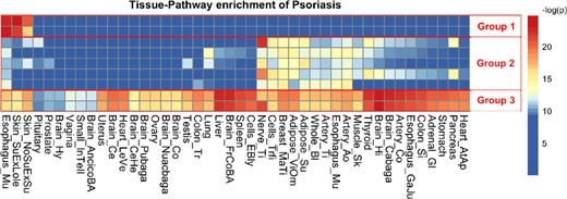 Query result of psoriasis risk regions. Heatmap of eQTL enrichment in different tissue-pathway combinations for psoriasis. Each row of the heatmap represents a pathway; each column represents a tissue type. Each cell shows the significance of enrichment indicated by –log(P-value). Red color indicates strong enrichment, while blue indicates no enrichment. Three groups of nine pathways with distinct DTS are selected to generate the heatmap and highlighted with red boxes and numbered as groups 1 − 3. (Color version of this figure is available at Bioinformatics online.)