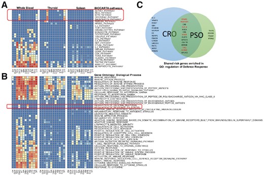 Query results for immune-related diseases. (A) eQTL enrichment heatmaps of BioCarta pathways from three tissue types and 12 immune-related diseases. All 12 sets of immune diseases risk regions were queried against the BioCarta pathway collection in blood, thyroid and spleen tissue types, resulting in three heatmaps. In the heatmaps, each row represents a pathway, and each column represent a disease. IBD-specific pathways are marked with a red box. (B) eQTL enrichment heatmap of GO pathways. Queries were performed in the same way as in (A). Two enriched Biological Process GO terms are specific to psoriasis and CRO, which are highlighted with a red box. (C) Venn’s diagram of gene members of the two distinctly enriched pathways. Twenty-seven genes and 18 genes are targets of eQTLs found inside CRO and PSO disease risk regions, respectively. Among them, 14 genes are in common. Among these 14 shared genes, the ones have been reported in the literature as risk genes of both diseases are highlighted in red
