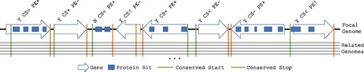 Schematic of gene categorization. AssessORF assigns each predicted gene (arrows pointing from start to stop) in a focal genome into one of 12 categories based on proteomics and evolutionary conservation evidence. Proteomics hits (blocks) allow AssessORF to classify genes into either ‘PE+’, ‘PE-’, or ‘PE!’. Aligning related genomes to the focal genome allows AssessORF to find starts that are conserved between the focal genome and related genomes and stops that are conserved in the related genomes. Conserved starts (vertical lines) enable classification of genes into either ‘CS+’, ‘CS-’, ‘CS>’, or ‘CS<’, while conserved stops in related genomes (vertical lines) reveal false positives and incorrect start sites (‘CS!’). Open reading frames with proteomics evidence but no predicted gene are classified as either ‘N CS< PE+’ or ‘N CS- PE+’ based on whether or not there is a conserved start upstream of the proteomics evidence