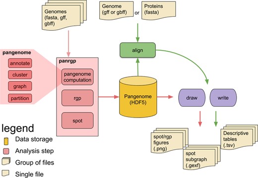 Overview of the panRGP workflow. Each rounded box represents one of the possible commands of the software. The panRGP workflow computes the pangenome using the PPanGGOLiN method, predicts the RGPs and gathers them into spots. The pangenome and results are saved in an HDF5 file. This file can be used as an input with the ‘align’ command (i) to compare a new genome to the pangenome and predict the RGPs (ii) to align protein sequences to the pangenome families to extract related RGPs and spots. A summary of results in tsv text files and figures can be obtained using respectively ‘write’ and ‘draw’ commands, respectively