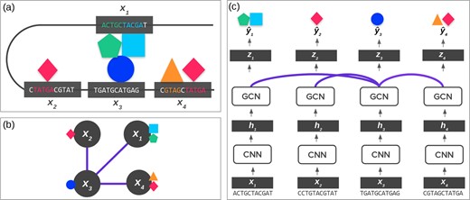 (a) 3D Genome. The 3D shape of chromatin can lead DNA ‘windows’ (shown in gray boxes) far apart in the 1D genome space to be spatially close. These spatial interactions can influence chromatin profiles, such as TFs binding (as shown by the colored shapes). In most cases, the DNA sequence determines the chromatin profile. However, it can also be influenced by interactions, such as the formation of TF complexes shown in the middle. (b) Graph Representation of DNA. Using Hi-C data, we can represent subfigure (a) using a graph, where the lines between windows are the edges indicated by Hi-C data. (c) ChromeGCN. By using a GCN on top of convolutional outputs the model considers the known dependencies between long-range DNA windows. The lines between windows correspond to edges in Hi-C data