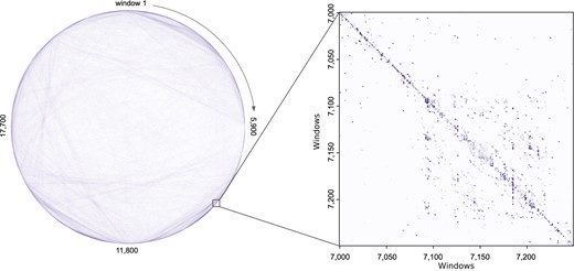 Hi-C Saliency Map Visualization. Left: Saliency Map for the all 500k edges in AHi-C for GM12878 Chromosome 8 (total of 23 600 windows). The darker the line, the more important that edge was for predicting the correct Chromatin profile, indicating that the Hi-C data were used by the GNN for that particular interaction. Right: Fine-grained analysis of the Chromosome 8 Saliency Map. This figure shows the normalized Saliency Map values for 250 windows (total of 250 bp input) in Chromosome 8