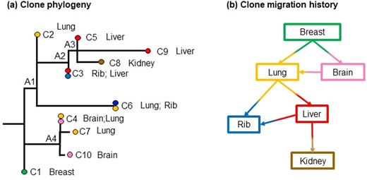 Analysis of Patient A7 with basal-like breast cancer (Hoadley et al., 2016). (a) Clone phylogeny and tumor location of each clone as reported in the original study. Nodes A1–A4 are ancestral nodes. (b) Clone migration history predicted by PathFinder. Inference of migration paths includes P→M and M→M paths, all of which have a high P = 1.0. Colors correspond to the tumor location where clones were sampled from