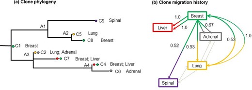 Patient A1 with basal-like breast cancer (Hoadley et al., 2016). (a) Clone phylogeny and tumor location of each clone as reported in the original study. Nodes A1–A4 were ancestral nodes. (b) Clone migration history predicted by PathFinder. Inferences of migration paths included P→M, M→M and M→P paths. Predicted probabilities greater than 0.5 are depicted above the arrows. Colors correspond to the tumor location where clones were sampled from.
