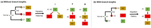 Clone phylogeny (a) without branch lengths and (b) with branch lengths. In panel (a), three possible migration histories are shown, because the ancestral clone A2 may have been present in the primary tumor or in one of the two metastases. In panel (b), the most likely migration history is shown based on the clone phylogeny with branch lengths, because A2 is nearly identical to clone C2 (and genetically different from clones C1 and C3). Branch lengths provide crucial information. The information deducted by branch lengths can be used into giving insight for choosing the most likely migration path (P→M1→M2).