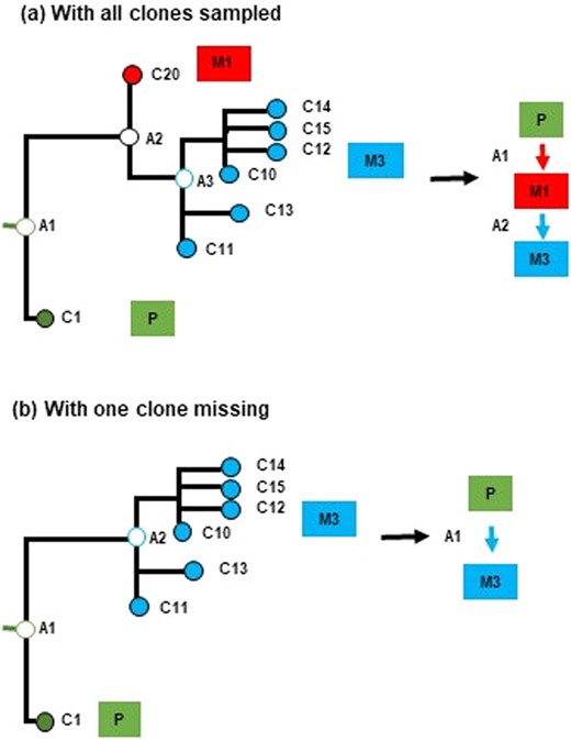 Incomplete clone sampling causes multiple errors. The clone that migrated from M1 to M3 (panel a) was not sampled, so a P→M3 seeding event was inferred (false positive), instead of a P→M1 (false negative) and a M1→M3 (false negative) (panel b). These three errors cannot be corrected by any computational methods, because there is no way to assess the presence of the ancestral clone A2 without a branching point in the clone phylogeny.