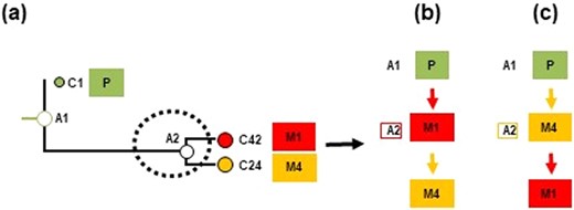 An example from polyclonal seeding scenario in which the migration history inferred by PathFinder was inconclusive. Here, the error was caused by the fact that an ancestral clone (A2) is equally different from its descendant clones in tumors M1 and M4, e.g. branch lengths for C24 and C42 clones are very similar (panel a). This results in very similar posterior probabilities for two migration paths: P→M4→M1 (panel b), and P→M1→M4 (panel c). To overcome this type of errors, we need other information (e.g. mutational signatures) in addition to clone phylogenies