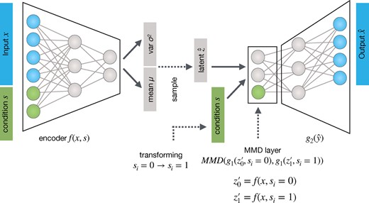 Transfer VAE (trVAE) is an MMD-regularized conditional VAE. It receives randomized batches of data (x) and condition (s) as input during training, stratified for approximately equal proportions of s. In contrast to a standard CVAE, we regularize the effect of s on the representation obtained after the first-layer g1(z^,s) of the decoder g. During prediction time, we transform batches of the source condition xs=0 to the target condition xs=1 by encoding z^0=f(x0,s=0) and decoding g(z^0,s=1)