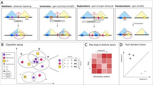 Overview of the steps in the svMIL method. (A) Rules applied by our model to link non-coding SVs to their effect on genes, and some biological examples of how these effects could be caused. (B) Each SV–gene pair is a bag, which contains instances representing regulatory elements. Each instance has its own feature vector. The number of features is the same between each instance, but each bag can have a different number and different types of instances. In this example, positive bags are identified by shared affected enhancers with a specific regulatory mark. (C) In the MILES approach, bags are mapped to a feature space by constructing a bag-to-instance similarity matrix. Positive bags will have smaller distances to positive instances than to negative instances, which (D) allows for a separation in feature space using a standard classifier