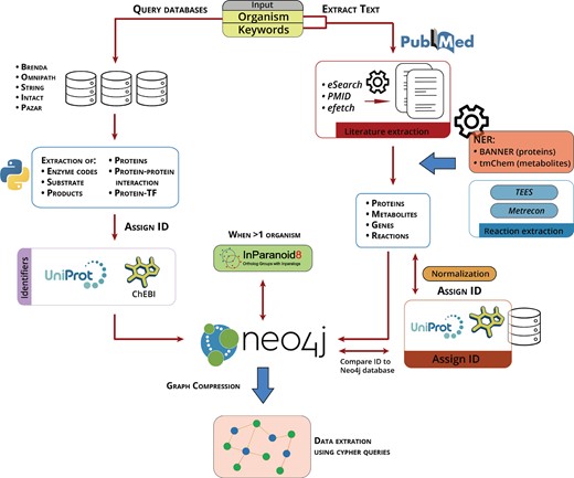 Computational pipeline implemented in Padhoc. The organism name keyword (Left) allows access to different public databases to extract genes, proteins, compounds and molecular relationships. Features are assigned UniProt/ChEBI IDs and incorporated into Neo4j. Organism and pathway keywords (Right) are used to recover relevant literature from Pubmed. Genes, protein, compounds and relationships are extracted using NER resources, text is normalized and incorporated into Neo4j database after assigning a UniProt/ChEBI IDs. InParanoid is used to support homology-based pathway modeling. New pathways are visualized using Neo4j graphical resources