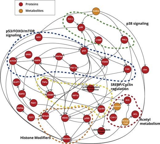 Homo sapiens histone acetylation pathway. Five main subpathways are represented in this network: two signaling pathways (p53, mTOR and FOXO and p38); one transcriptional regulation (SREBP); acetyl-CoA metabolic pathways; and histone modification mechanisms