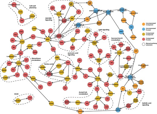 Biotic stress response pathway in C.sinensis obtained by Padhoc. Pathway elements have more than one text supporting sentence