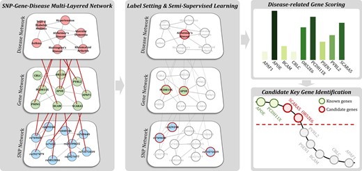 Schematic description of the proposed method. First, a multi-layered SNP-gene-disease network is constructed from public- and disease-specific data. Subsequently, SSL for the hierarchical structure algorithm is applied with labels to score genes. Finally, candidate key genes are recommended based on the ranks of genes in which associations with diseases are yet unknown