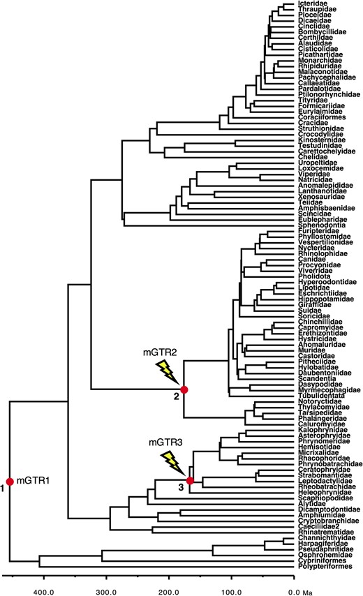 Phylogeny of 100 taxa showing calibrated nodes. The tree has been scaled to time on the basis of TEs from the Timetree of Life (Hedges and Kumar, 2009). Calibrations are represented for three nodes (red dots). We used a uniform distribution U(min, max) for the three calibrations: (1) root calibration U(444.6, 464.6); (2) Calibration-2 U(166.2, 186.2); (3) Calibration-3 U(157, 177). For the NS alignments, a NS process was added by changing the base composition and rate matrix for two lineages, starting at the ascending branches of node 2 (mGTR2) and node 3 (mGTR3)