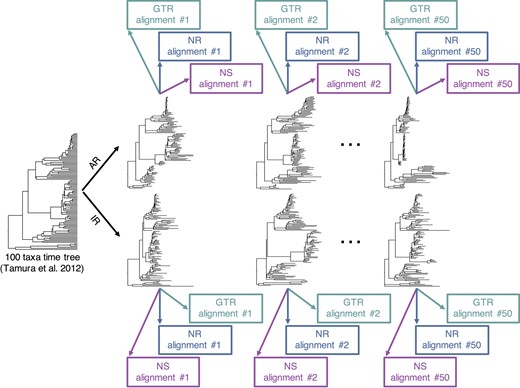 A flowchart showing an overview of the simulation procedure used to generate datasets. We generated 150 alignments of 100 taxa from 50 phylogenies simulated using the AR model (50 GTR, 50 NR, and 50 NS) and 150 alignments from 50 phylogenies simulated using the IR model (50 GTR, 50 NR, and 50 NS)