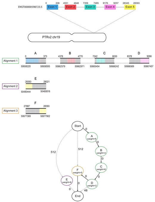 Example of the lift-over process. Diagram showing the steps taken by Liftoff when mapping human transcript ENST00000598723.5 to the chimpanzee (PTRv2) homolog on chromosome 19. Minimap2 produces 3 partial alignments of this gene to PTRv2. Alignment 1 (green) has 4 gapless blocks containing exons 1–4 which are represented by nodes A–D in the graph. The dashed lines in between blocks of the alignment represent gaps/introns. Alignments 2 (purple) and 3 (orange) each have 1 gapless block containing exon 5 represented by nodes E and F respectively. Node E is not on the same strand as alignments 1 and 2 and is therefore only connected to the start and end. The node weights correspond to the exon mismatch penalties (default of 2 per mismatch) and the edge weights are the sum of the exon gap open penalty (2) and gap extension penalty (1). An edge weight of zero means the gaps did not occur within an exon. The shortest path (A, B, C, D, F) is shown with bold arrows and contains complete alignments of all 5 exons with a total of 9 mismatches and 0 gaps