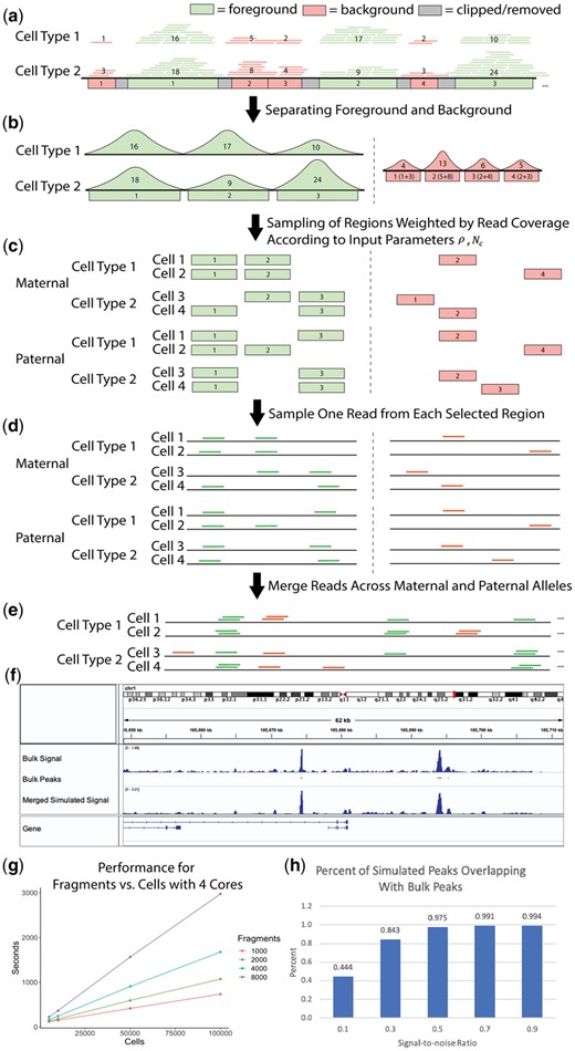 (a) Bulk-tissue ATAC-seq reads are partitioned into foreground and background based on overlap with merged peaks. The number in each region indicates the read coverage. (b) The cell-type-specific foreground reads are separated, and a unified background is created by combining background reads across all cell lines. (c) The regions are sampled without replacement, with the read coverage as weights for the foreground and background, for paternal and maternal alleles. (d) Reads are sampled from the selected regions using a uniform distribution. (e) All sampled reads are combined to form reads covering a cell. (f) chr1 visualization of bulk and simulated (ρ=0.4, f=1k, c=100k) CLP cells is shown in the Integrative Genome Browser. (g) Performance for region number Nc versus cell number is shown for four cores. (h) Percentage of peaks from simulated CLP cells that overlap with CLP bulk peaks is shown, demonstrating the relationship between the signal-to-noise ratio and the cell-type specificity of the simulation