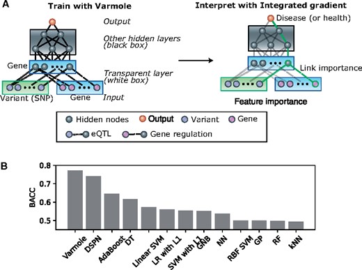 Varmole, a biologically drop-connect deep neural network model for prioritizing disease risk variants and genes. (A) Varmole model has four major layers: (i) the input layer consists of SNPs and genes; (ii) a transparent layer duplicating the gene nodes in the input layer; (iii) hidden layer(s); (iv) the phenotype layer as output. The prior biological networks from eQTLs and GRNs link SNPs/genes to genes from the input layer to the transparent layer, which enables biological drop-connect. Varmole can be evaluated by BACC and prioritizes the genes, SNPs and links for a phenotype (e.g. green path) using the integrated gradients. (B) Classification performance comparison by the BACC between Varmole and other state-of-the-art methods for genotype-phenotype prediction. The BACC is defined by BACC =12(TPTP+FN+TNTN+FP) where TP, TN, FP, FN are true positive, true negative, false positive and false negative, respectively