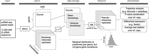 Compression of scRNA-seq quantification uncertainty. This procedure stores solely the mean and variance of the bootstrap replicate count matrices, with this compressed information later used to regenerate marginal (per-gene) pseudo-inferential replicates as needed. CB, cell barcode; UMI, unique molecular identifier; NB, negative binomial