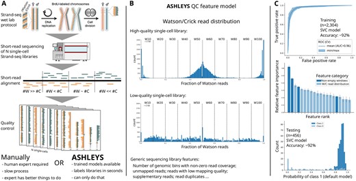 Summary of Strand-seq QC with ASHLEYS: (A) the Strand-seq protocol generates a large number of single-cell libraries that need to pass QC before downstream analysis. Strand-seq panels reused from Sanders et al. (2020; Fig. 1a). (B) Example for the Strand-seq specific feature of the Watson/Crick read distribution for high- (top) and low-quality (middle) libraries. ASHLEYS also evaluates library quality based on generic sequencing library features (bottom text). (C) Performance summary for the SVC model shipped with ASHLEYS for training and testing stages of model building. Feature names omitted in feature importance plot for improved readability (cf. Supplementary Fig. S1)