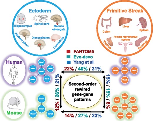 Second-order gene network rewiring is more frequent between tissue groups than between human and mouse on FANTOM5, Evo-devo and Yang et al. datasets. Tissue types are grouped by the developmental origin of either ectoderm or primitive streak. Tissue group comparisons within species (horizontal) reveal high percentages of second-order differential patterns within both human (22%, 40%, 31%) and mouse (14%, 27%, 23%). In contrast, the same tissue group across species (vertical) shows low percentages of second-order differential patterns for both ectoderm-derived tissues (12%, 26%, 21%) and primitive streak-derived tissues (8%, 15%, 15%). The mouse image adapted for the figure is licensed under Creative Commons Attribution 3.0 unported. It is attributed to Les Laboratoires Servier, and the original version can be found at https://smart.servier.com/smart_image/mouse/. The human and organ images are licensed under Creative Common 1.0 Universal Public Domain Dedication, attributed to https://commons.wikimedia.org/