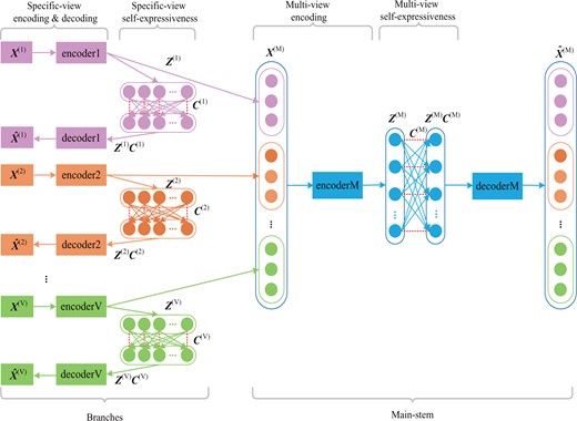 Overview of DSML. DSML is composed of several branches (pink, orange and green standing for different views) to achieve specific-view encoding and specific-view self-expressiveness, and a concentrated main-stem (shown with blue) to realize multi-view encoding and multi-view self-expressiveness. Specific-view encoding extracts latent feature representations automatically from each view and specific-view self-expressiveness uncovers the intra-view similarity. Accordingly, the holistic representations from different views are connected and integrated via multi-view encoding. The holistic similarity leant from multi-view self-expressiveness could be used for subsequent clustering task