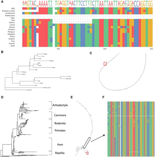 Analyses of the ZRS enhancer with ACES. (A) Alignment of the ZRS sequence used as a query in ACES and the 16 species used in Kvon et al. (2016) highlighting a previously found snake-specific deletion. (B) Phylogenetic tree generated using ACES with all species shown in A. (C) Bandage plot of the alignment in A, red box indicates the location of the snake-specific deletion. (D) Phylogenetic tree generated using ACES with VGP and ENSEMBL reference genomes for ZRS. (E) Bandage plot of the ACES ZRS VGP-ENSEMBL alignment, black box indicates a conserved element identified by PhastCons, red box indicates snake-specific deletion identified in A. (F) Multiple sequence alignment of the highlighted conserved element in E 