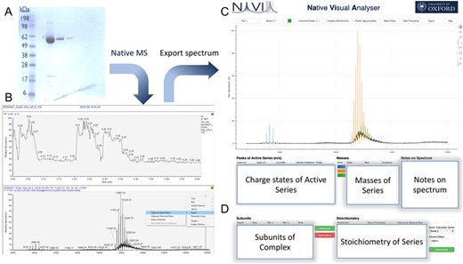 Example of the integration of NaViA into native mass spectrometry workflow. (A) In this example purified GroEL purchased from Sigma Aldrich was used as a sample. (B) The native mass spectrometry spectrum can be exported as a CSV file. (C) Import CSV file into NaViA and analyse by visually selecting peaks for each molecular species. (D) Assess stoichiometry for identified species though ‘Complex stoichiometry’ in NaViA