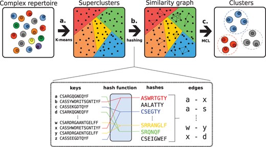 Workflow of ClusTCR. (a) Sequences are first roughly categorized into superclusters through efficient K-means clustering. (b) Within each supercluster, a hash function is applied to sort sequences. Sequence pairs with a maximum edit distance of 1 are selected from each hash. These sequence pairs are used to construct a graph. (c) MCL is used to find dense network substructures.