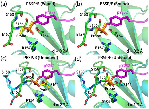 Comparison of predicted phosphate binding modes and experimentally determined structures. The phosphate binding protein in bound form crystal structure (1lkk) and that in predicted binding modes are shown in green and cyan, respectively. And phosphopeptides in bound form crystal structures and phosphate probes in predicted binding modes are shown in magenta and yellow, respectively. The distances between phosphate atom in bound form crystal structure and the phosphate atom in predicted binding mode are indicated as d. For (a) and (b), the bound form structure was used to predict the binding mode by PBSP, and for (c) and (d), the unbound form structures (1bhh) was used