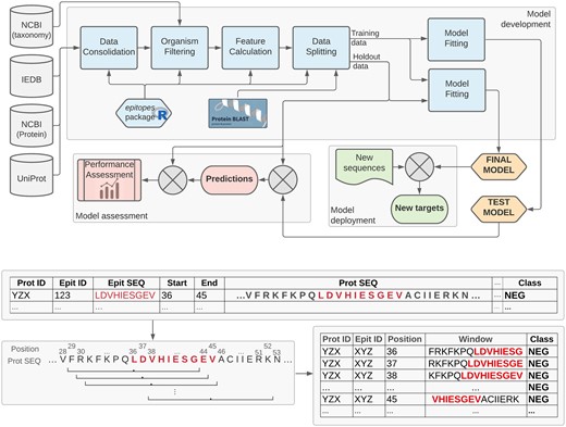 Top: Organism-specific epitope prediction pipeline. Publicly available data is retrieved from IEDB (Vita et al., 2019), NCBI (NCBI Resource Coordinators, 2015) and UniProt (UniProt Consortium, 2020) to compose an organism-specific dataset. 845 simple features are calculated for each AA, based on the local neighbourhood of every position extracted using a 15-AA sliding window representation with a step size of one (bottom). The data is then split at the protein level, based on protein ID and similarity, into a training set (used for model development) and a hold-out set (used to estimate the generalization performance of the models). The epitopes R package, which implements the main elements of this pipeline, is available at https://fcampelo.github.io/epitopes