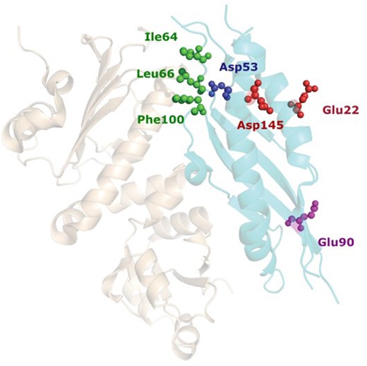 Example of residues mined from full texts. The structure is 1usu, chain A (gray) and B (cyan). Out of six residues identified by the basic TM (four at the interface, in green and blue, and two not at the interface, in red) NLP SVM and DRNN models correctly classified three interface residues (green) and failed to identify Asp53 (which could be easily identified by a human reader, see Supplementary Text S2). Only one non-interface residue (magenta) was mined from the PubMed abstracts. The abstracts from PMC-OA did not predict any residues in basic TM. Details are in Supplementary Text S2