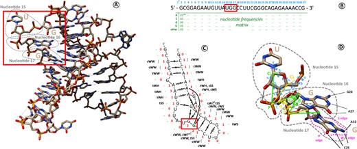 Different ways to encode the structural information of an RNA molecule. (A) Full-atom structure of an example RNA molecule (PDB 6sy6, chain D). (B) Primary sequence of this chain, using conventional A, C, G and U one-letter codes to describe commonly observed ensemble of atoms (the nucleotides). Residue numbers are indicated in light blue. When homologous sequences are available, it is possible to compute nucleotide frequencies at every position (a.k.a. position-specific scoring matrices or PSSMs). (*) Residue n∘1 is not resolved in 3D and not represented on the figure. (**) The example values are fictive since 6sy6-D does not belong to a particular RNA family to our knowledge. (C) Secondary structure graph of the chain, with the number of base contacts for each base (in red), the base symbol in dot-bracket notation (light gray) and the non-canonical interactions between bases in Leontis–Westhof nomenclature (in black). The first letter c or t indicates a cis or trans configuration, and the two following uppercase letters H, S and W, are the base’s sides interacting (illustrated on nucleotide 17 in D). (*) A question mark (?) is used when the nucleotide interacts with only one atom, which is not enough to define a base side. (D) Detailed 3D geometric descriptors illustrated on nucleotides 15, 16 and 17 of the chain. Nucleotide 15 is annotated with its torsion angles (in light blue). Nucleotide 16 is annotated with virtual bond systems and their pseudotorsion angles η and θ (in yellow) and η′ and θ′ (in green). Nucleotide 17 is annotated with a label on each base edge: H on the Hoogsteen edge, W on the Watson–Crick edge, S on the sugar edge. These three residues are highlighted by a red box in (A), (B) and (C)