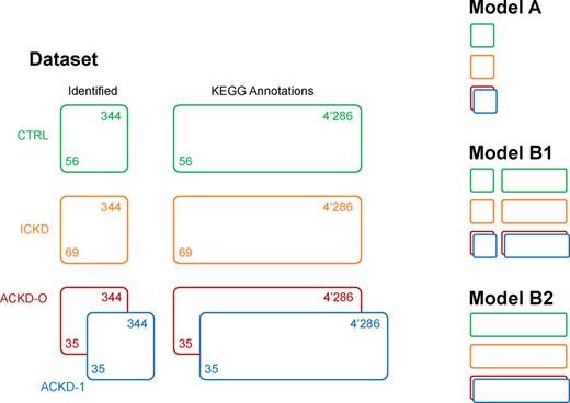 CKD application data structure, illustrating the complexity of modern multigroup and multiblock datasets. Different possible models for analysis are shown on the right. Colour code: green CTRL, orange ICKD, red ACKD-0, blue ACKD-1