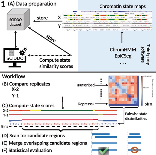 Overview of SCIDDO’s workflow to identify DCDs: (A) Data preparation: chromatin state maps can be generated using common tools (blue shaded area). The chromatin state maps for all replicates of sample groups X and Y are stored together with the chromatin state emission probabilities in a SCIDDO dataset to ensure later reproducibility of the analysis. The state emission probabilities are used to compute chromatin state similarity scores. (B)–(F) Workflow: the differential analysis starts by comparing all replicate pairs in the dataset, here exemplified as X-2 versus Y-1 (B). All observed chromatin state pairs are scored with their respective dissimilarity score (C). The resulting score sequences are scanned for high-scoring candidate regions (D). Overlapping candidate regions of all replicate pairs are then merged (E) and filtered after statistical evaluation to generate the final set of DCDs (F). diff., high scores indicate differential chromatin states; sim., low scores indicate similar chromatin states
