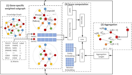 The framework of KG4SL. The workflow of KG4SL can be divided into three modules, including gene-specific weighted subgraph module, aggregation module and score computation module. (1) Gene-specific weighted subgraph: First, we construct a weighted subgraph from the KG. (2) Aggregation: Second, for each SL pair, we select the entities and relationships that are directly related to the nodes. Besides, we believe the biological information can flow between nodes through edges. Thus, we also aggregate the information of indirectly connected entities and relationships. Considering the problem of computing power, only two layers of entities and relationships are included. (3) Score computation: Third, the results of aggregation for two genes are used to compute their SL score through inner product. The loss function of KG4SL is composed of two kinds of losses, i.e. the base loss computed based on the truth label and the gene–gene score, and the L2 loss computed using the entity embedding, relation embedding and aggregation weights