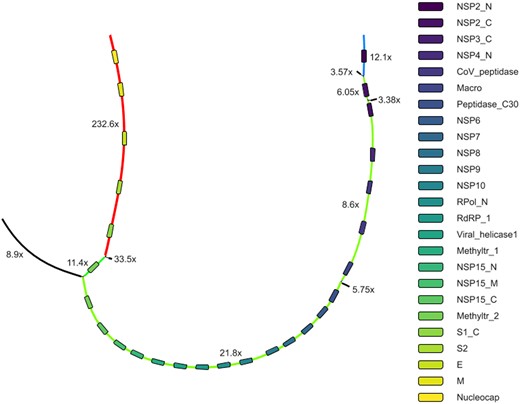 Part of Ginger assembly graph produced with coronaSPAdes. rnaviralSPAdes produced eight contigs from this subgraph (red, green and blue paths on the graph and 5 black edges), therefore splitting the coronavirus genome into three parts. coronaSPAdes matched viral edges of the graph with domain (rectangles of different color). Path along these matches spells a full-length viral genome