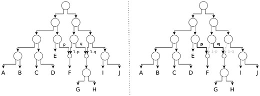 左图：具有两个网状节点的系统发育网络。右：左侧显示的系统发育网络树。显示突出显示的树的概率是各个网状概率的乘积p*q