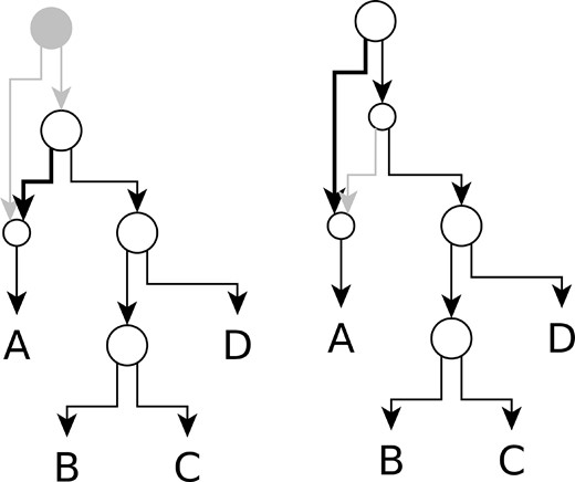 系统发育网络中显示的两棵树。两棵树在折叠单个子节点后诱导相同的拓扑。它们只在某些分支长度上有所不同。例如，在左树中，根节点和叶A之间的分支长度为b3+b5，在右树中为b1+b5。在未链接分支模型下，NetRAX只需返回一棵树。对于系统发育树似然计算，简单路径被折叠，树被转换为无根树。因此，在左侧显示的树中不考虑b2