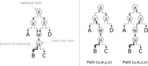 在优化分支（u，v）之前，我们在节点u重新启动显示的树。在第一个重新引导显示的树中，节点y是节点x的父节点，我们需要重新计算路径（u，w，y，x）上的CLV。在显示的第二个重新启动的树中，节点y是节点x的子节点，我们需要重新计算路径（u、w、z、x）上的CLV
