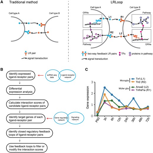 LRLoop algorithm and its assessment. (A) Schematic of the LRLoop concept. Ligand 1 (L1) interacts with receptor 1 (R1), while ligand 2 (L2) interacts with receptor 2 (R2). Furthermore, L1 is the downstream target of R2 through signaling pathways and gene regulatory networks (GRNs). Similarly, L2 is the downstream target of R1. (B) The flowchart of LRLoop. (C) An example feedback loop between Muller glia and microglia