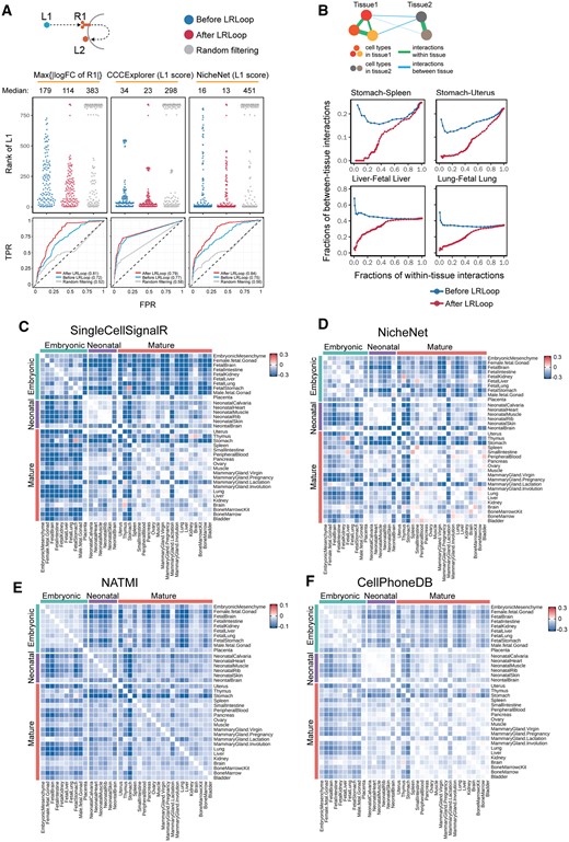 Assessment of LRLoop using bulk and single-cell datasets. (A) Assessment using bulk expression datasets. Top panels: each dot represents an expected ligand. Bottom: the corresponding ROCs after applying LRLoop to each method. (B) Assessment using single-cell datasets. We used the between-tissue interactions as the indicator for false positive predictions. In the x-axis are the fractions of within-tissue interactions that remain in all expressed within-tissue interactions. The y-axis displays the fractions of between-tissue interactions in all interactions that remain at the cutoff score values. (C–F) Heatmap showing the reduction of between-tissue interactions, calculated as the ratio of the area under the ‘After LRLoop’ curve to the area under the ‘Before LRLoop’ curve as in B, and then minus one, among 630 tissue pairs. Four scoring methods were used